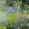 Ways of bringing height, colour and texture to your garden